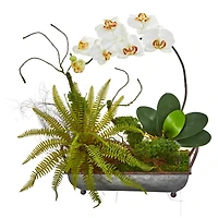 20" Phalaenopsis Orchid & Fern Arrangement in Metal Tray