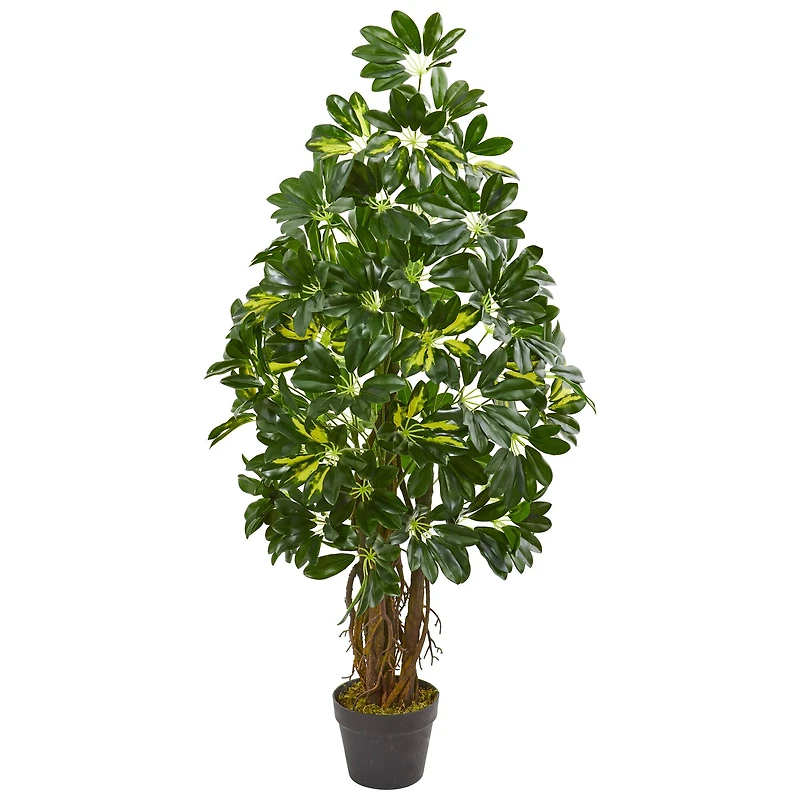 4ft. Potted Dwarf Umbrella Tree