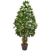 4ft. Potted Dwarf Umbrella Tree