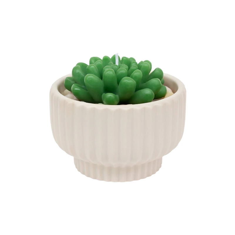 16oz. Cream Potted Succulent Candle by Ashland®