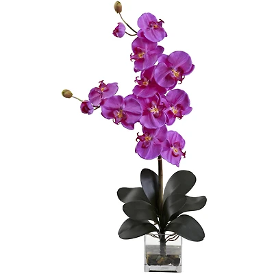Double Giant Phalaenopsis with Vase