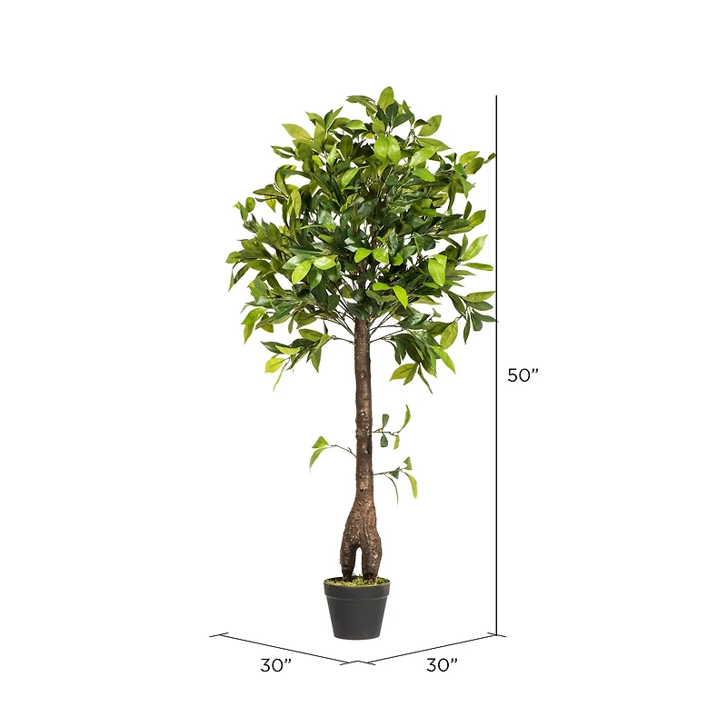 4ft. Potted Camellia Tree