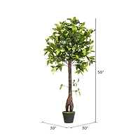 4ft. Potted Camellia Tree