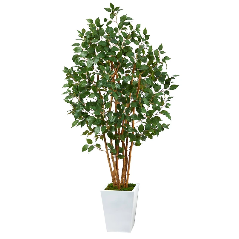 5.5ft. Bushy Ficus Tree in White Metal Planter