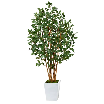 5.5ft. Bushy Ficus Tree in White Metal Planter