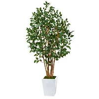 5.5ft. Bushy Ficus Tree in White Metal Planter