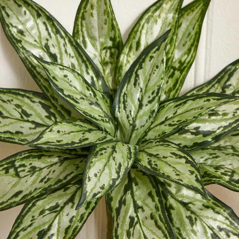 Silver Queen Plant, 6ct.