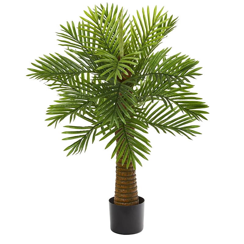 3ft. Potted Date Palm Tree