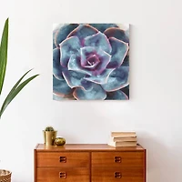 Purple And Teal Succulent 20" x 20" Canvas Wall Art