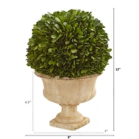 12in. Boxwood Topiary Ball in Decorative Urn