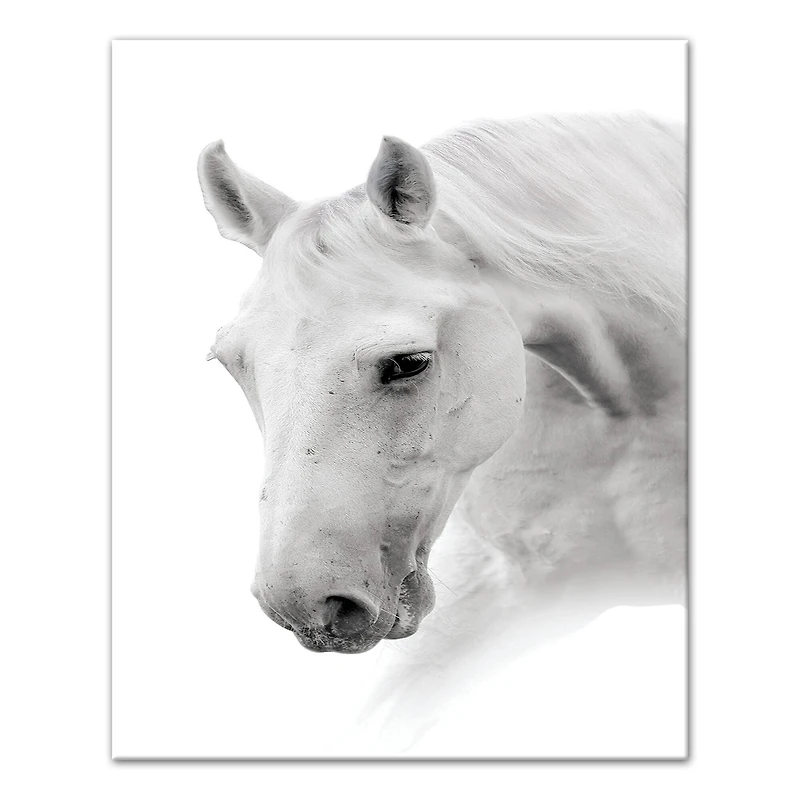 Black And White Horse 16" x 20" Canvas Wall Art