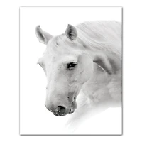 Black And White Horse 16" x 20" Canvas Wall Art