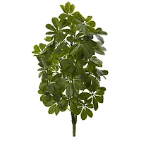 Green Baby Umbrella Plant, 2ct.
