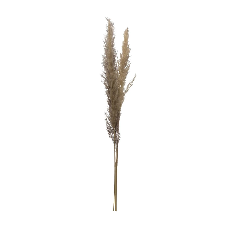 Hello Honey® Dried Natural Pampas Grass Bunch