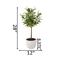 Flora Bunda® 28" Olive Tree In 7.25" Gray Cement Pot
