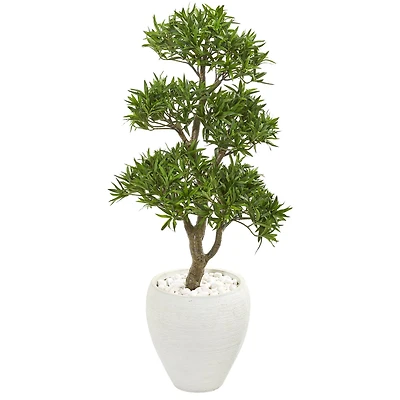 3.5ft. Bonsai Styled Plum Pine Tree in White Planter