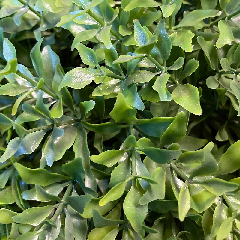 Globe Japanese Holly with Green Pot