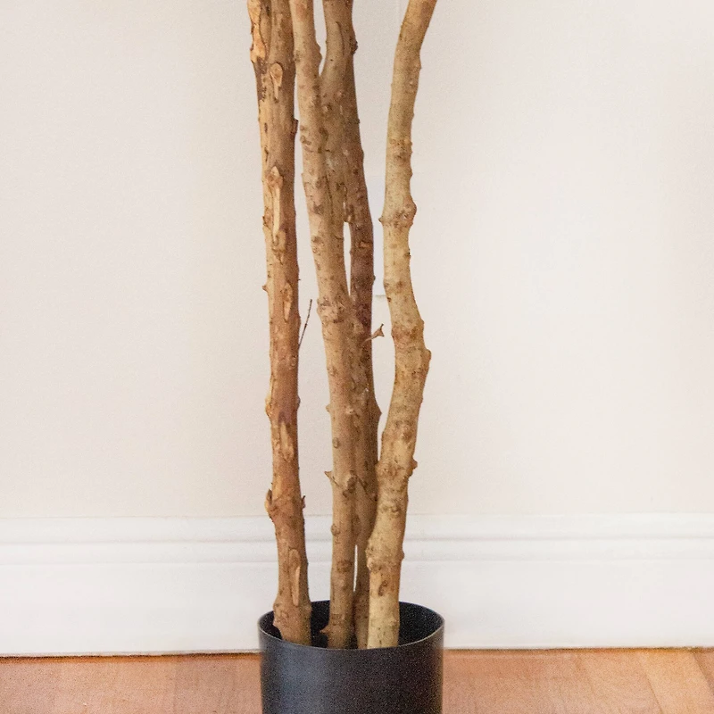 6ft. Potted Fiddle Leaf Fig Tree