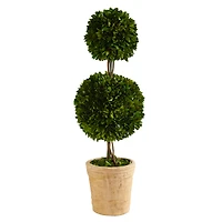 2.5ft. Boxwood Double Ball Topiary Tree in Cream Planter