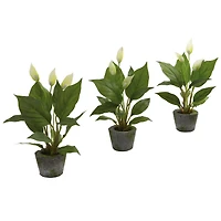 11" Peace Lily with Cement Planter, 3ct.