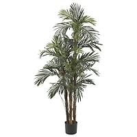 5ft. Potted Robellini Palm Tree