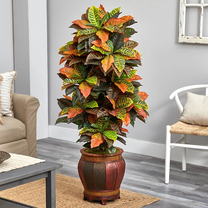 5.5ft. Croton Plant in Decorative Planter