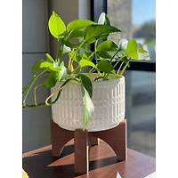  Flora Bunda 7" Roman Ceramic Planter With Wood Stand