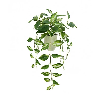 25" Variegated Hoya in White Ceramic Pot by Ashland®