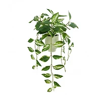 25" Variegated Hoya in White Ceramic Pot by Ashland®