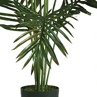 5ft. Potted Paradise Palm