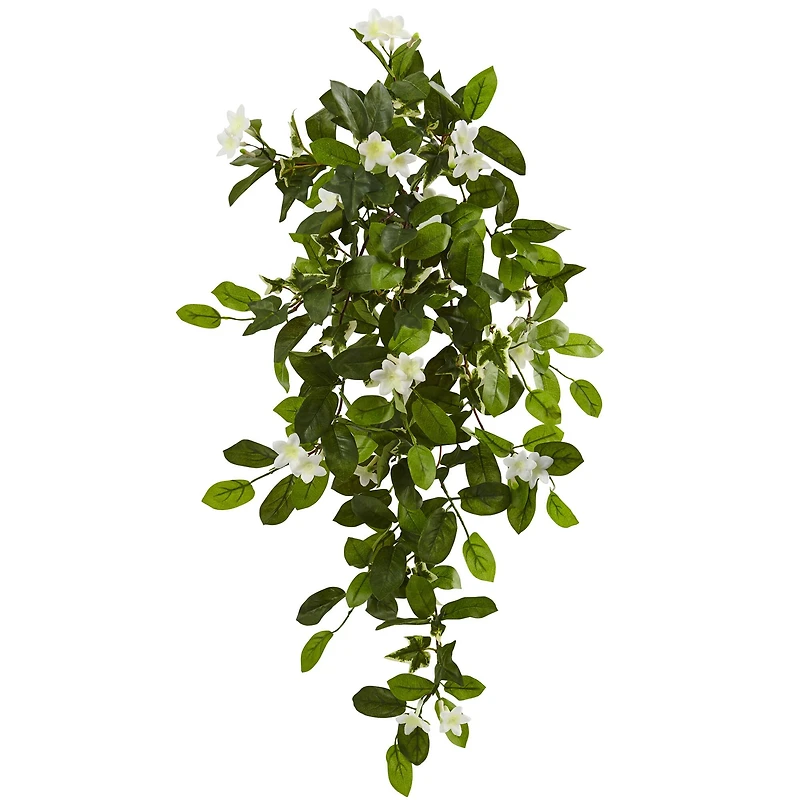 Hanging Mixed Stephanotis & Ivy Plant, 4ct.