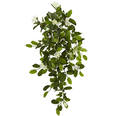 Hanging Mixed Stephanotis & Ivy Plant, 4ct.