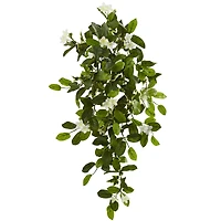 Hanging Mixed Stephanotis & Ivy Plant, 4ct.