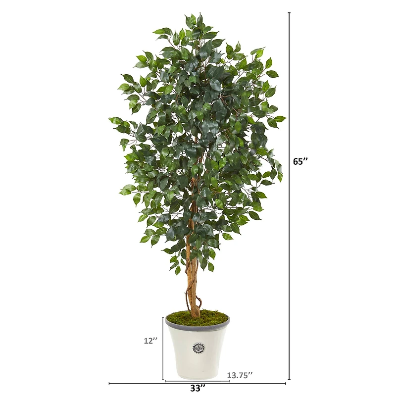 5.5ft. Ficus Tree in Decorative Planter