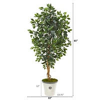 5.5ft. Ficus Tree in Decorative Planter