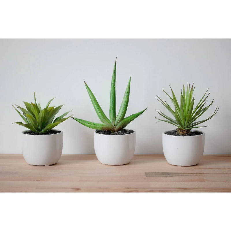 Potted Agave Plant Collection 3ct.