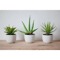 Potted Agave Plant Collection 3ct.