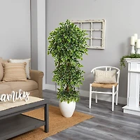 5.5ft. Elegant Ficus Tree in Decorative White Planter