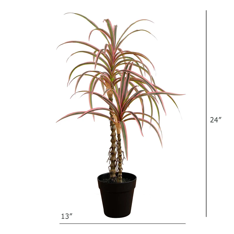 2ft. Potted Dracaena Marginata Plant