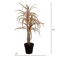 2ft. Potted Dracaena Marginata Plant