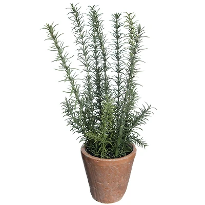 19" Rosemary in Terra Cotta Pot by Ashland®
