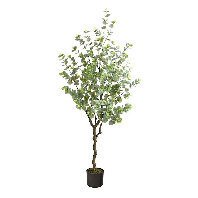 4.5ft. Potted Eucalyptus Tree