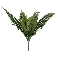 Pack: Boston Fern Bush by Ashland
