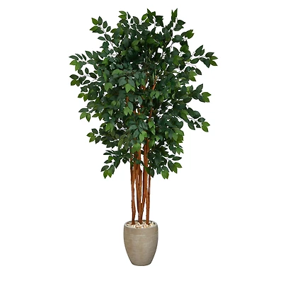 5.5ft. Sakaki Flowering Evergreen Tree in Sand Colored Planter