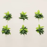 19" Artificial Dieffenbachia Plants, 6ct.