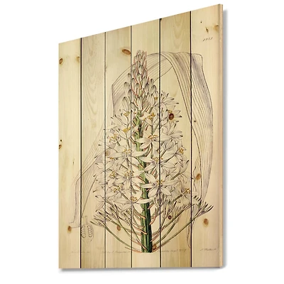 Designart - Vintage White Orchid I