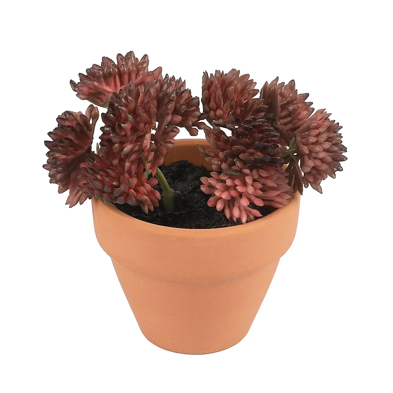 Mini Premade Succulents in Terra Cotta Pots