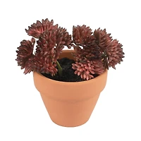 Mini Premade Succulents in Terra Cotta Pots