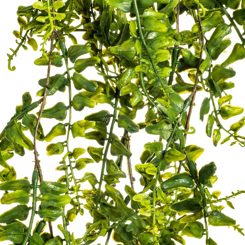 2.5ft. Green Buckler Fern Vine