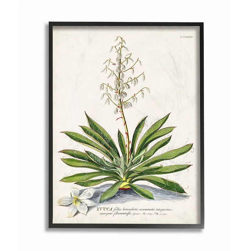 Stupell Industries Botanical Fern Illustration Wall Art in Black Frame